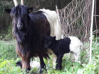 ziegen06 klein