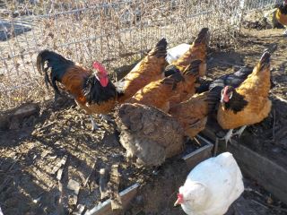 Hühner bei Familie Rosenkranz in Derschen